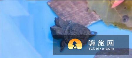 美国缅因州现双头鳄龟 两个头部均发育健全