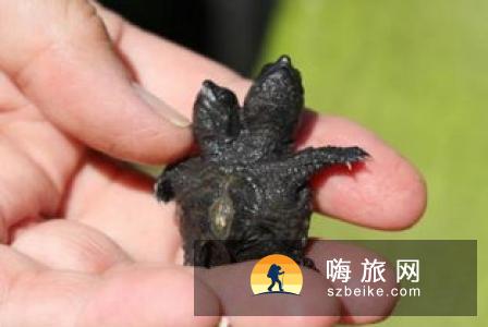 美国缅因州现双头鳄龟 两个头部均发育健全