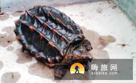 美国缅因州现双头鳄龟 两个头部均发育健全