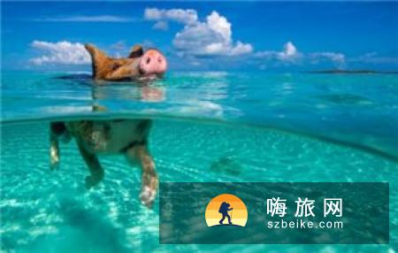 万万没想到，北极游泳健将小棕熊也有怕水的时候